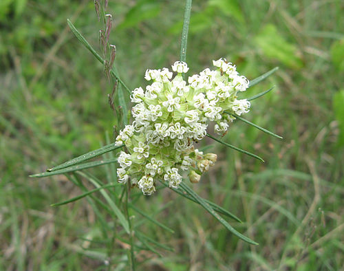 Asclepias verticillata